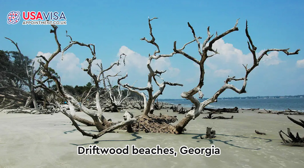 DRIFTWOOD BEACHES, GEORGIA